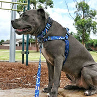Astro Leash