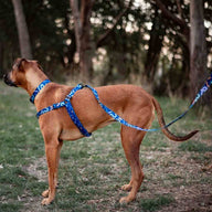 Astro Leash