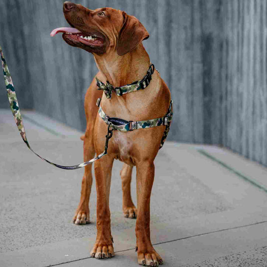 On Duty Collar - On Duty