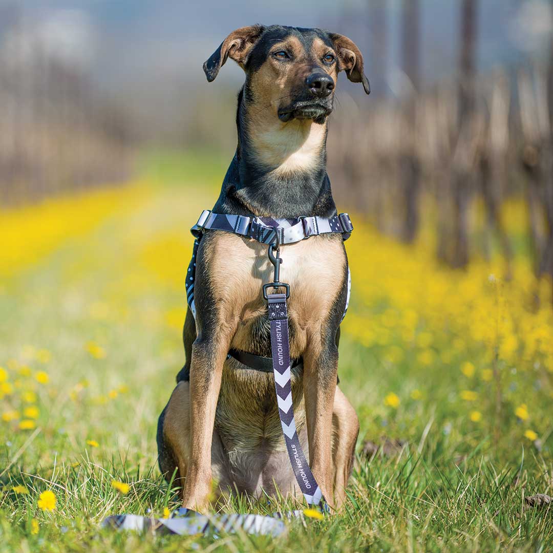 Graphite Leash - Graphite