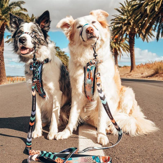 Halter + Safety Clip