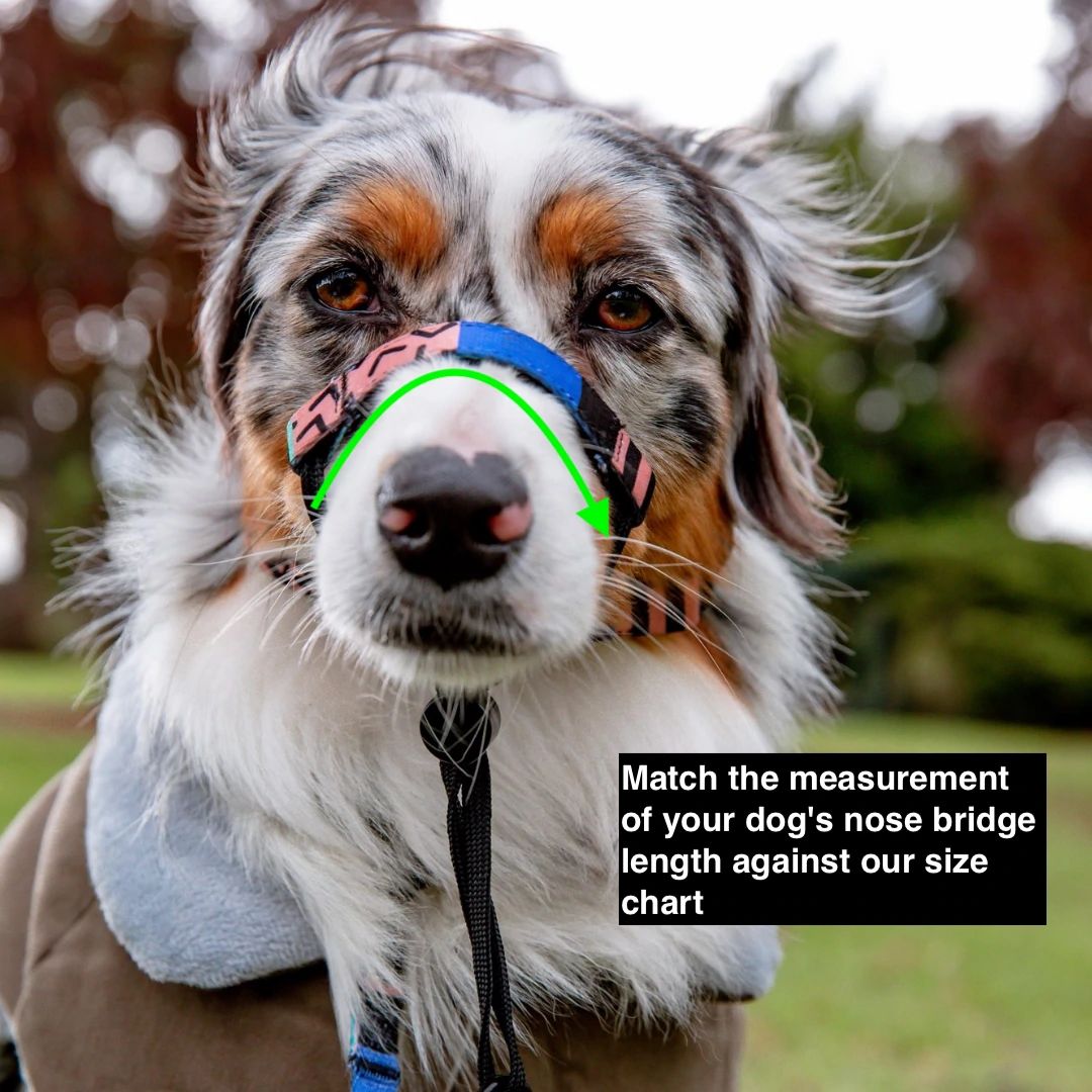 Gumball Halter - Gumball