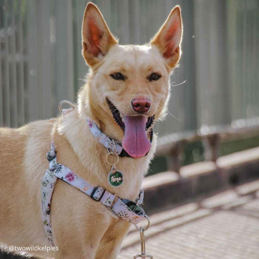 Evergreen RNT No-Pull Training Harness - Evergreen