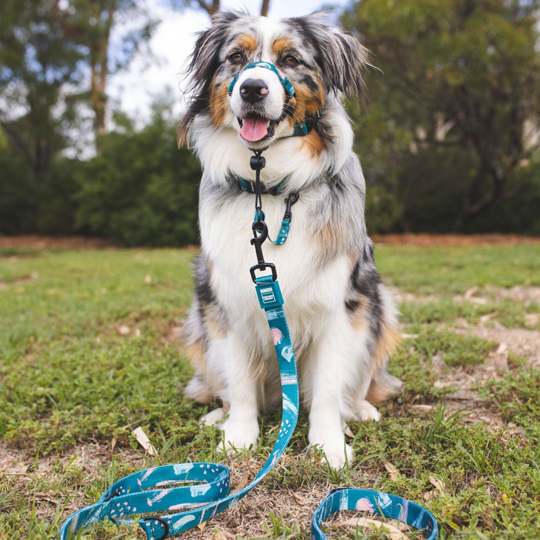 Nova Multi-Function Leash - Nova