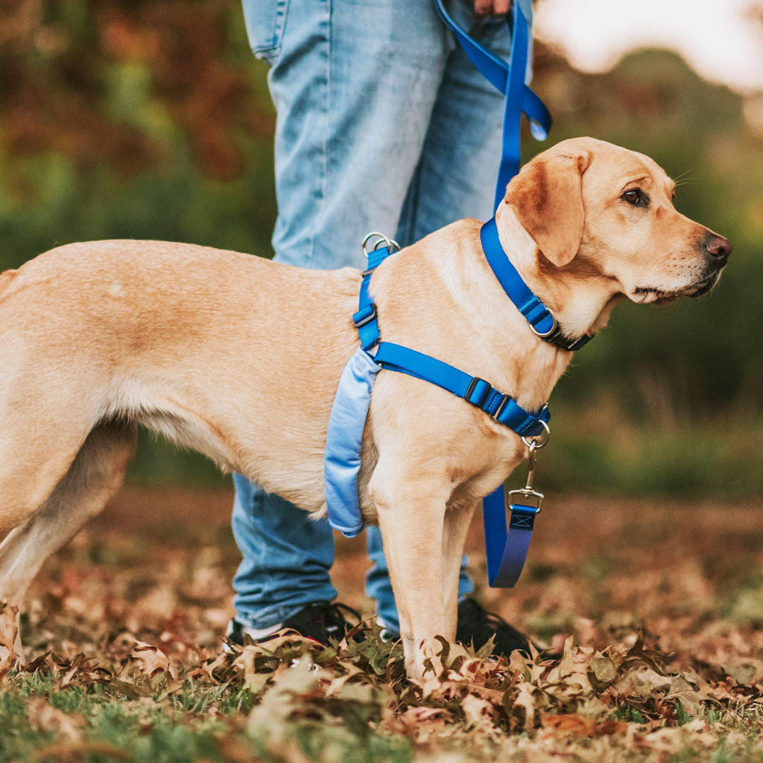 Horizon RNT No-Pull Training Harness - Horizon