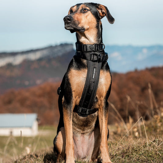 Blackout Explorer Chest Plate - Blackout