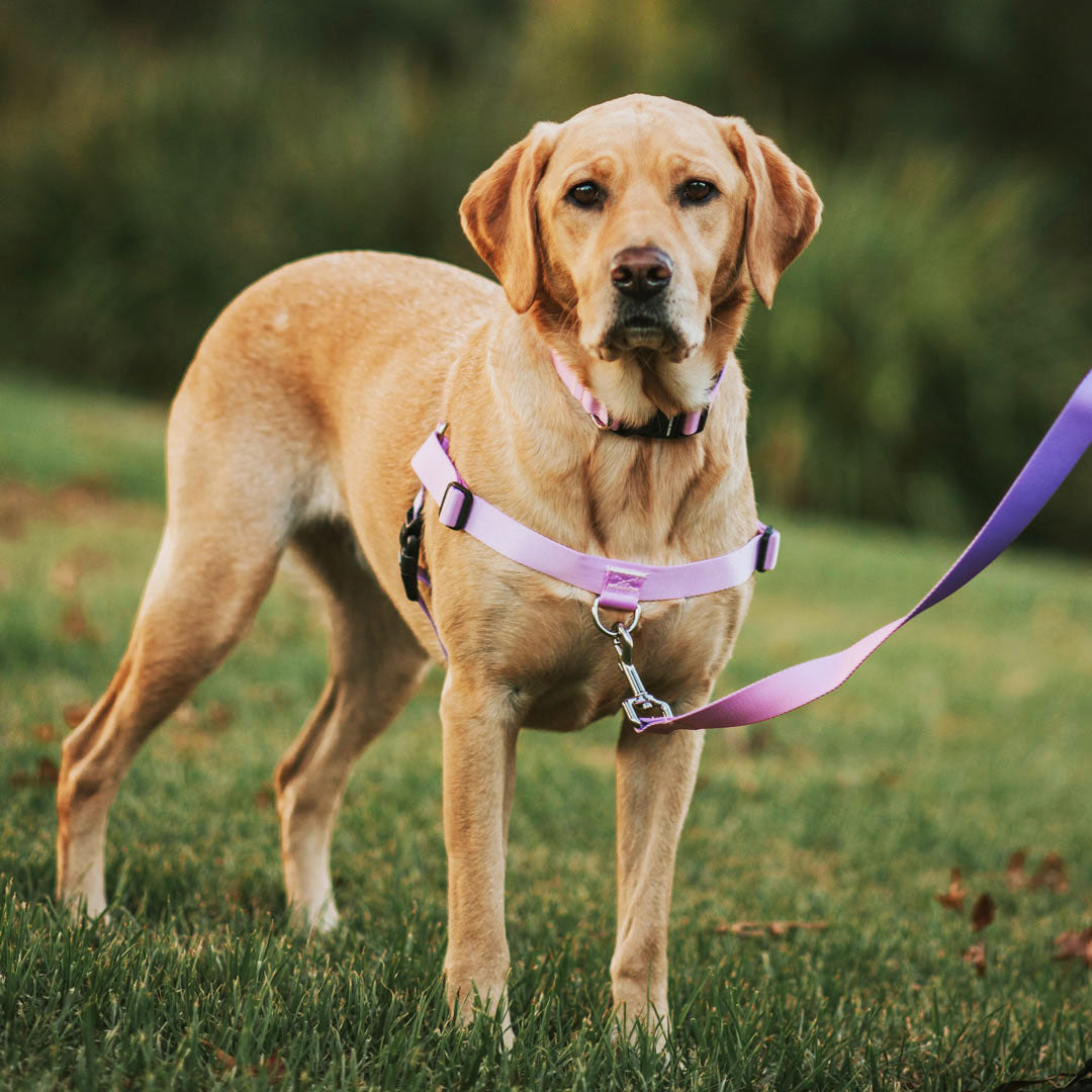 Sorbet OG No-Pull Training Harness - Sorbet