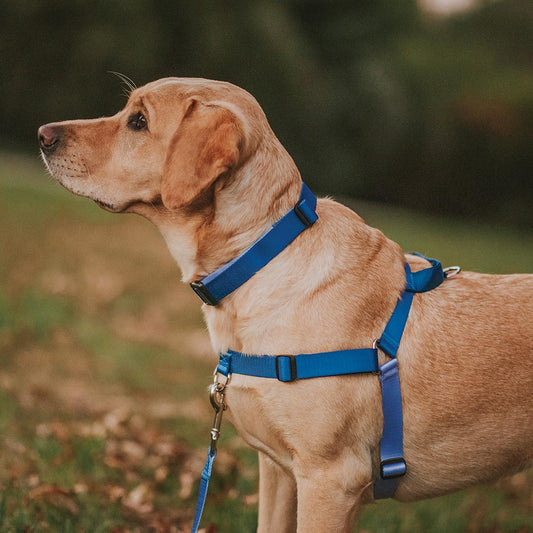 Horizon OG No-Pull Training Harness - Horizon