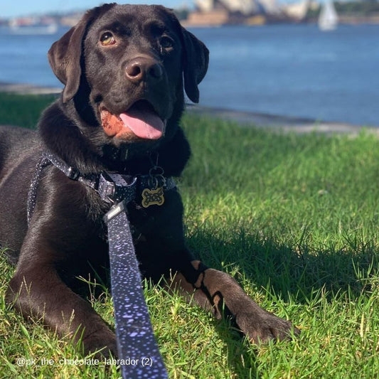 Jackson RNT No-Pull Training Harness - Jackson