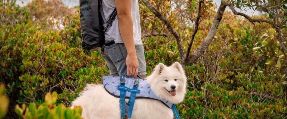 Tips to Cool Your Dog on a Hot Summer Day