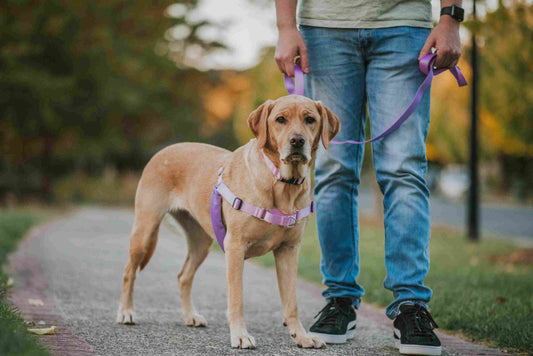 LOOSE LEASH TRAINING FOR BEGINNERS
