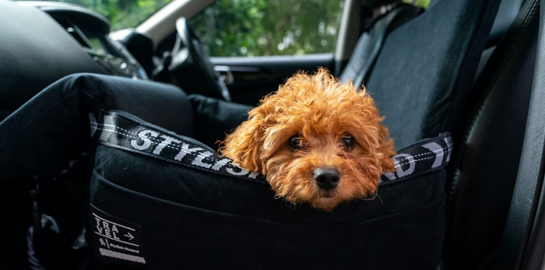 TRAVELLING WITH YOUR DOG