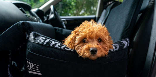 TRAVELLING WITH YOUR DOG