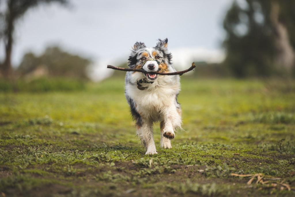 HELP! MY DOG IS CHEWING EVERYTHING