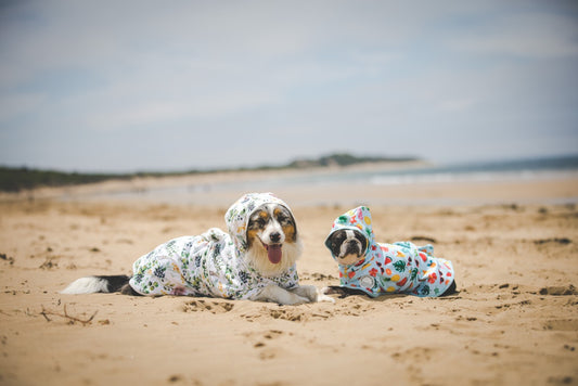 Tips For the Perfect Dog Day at the Beach