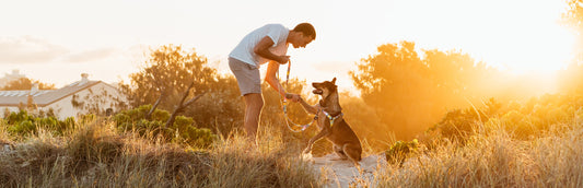 Help! My dog pulls me down the street!