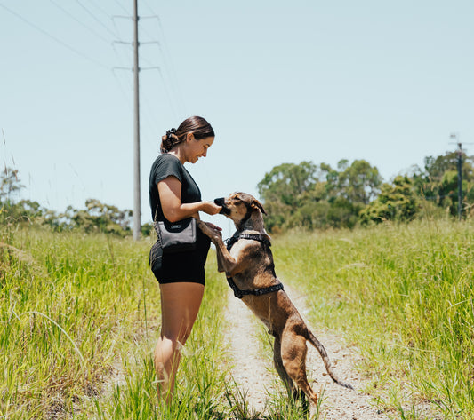 How Much Exercise Does a Dog Need?