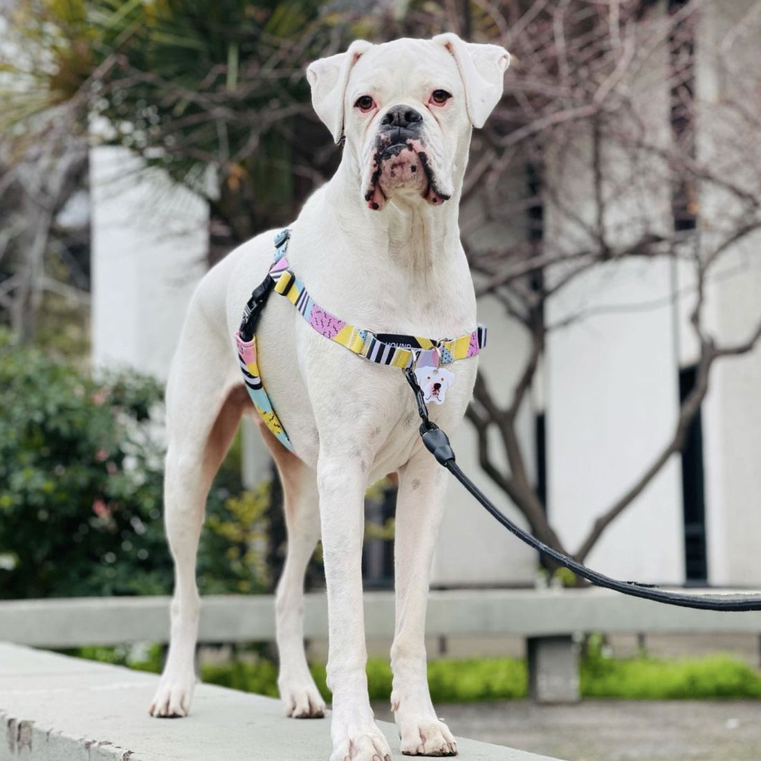 Help! My dog pulls me down the street!