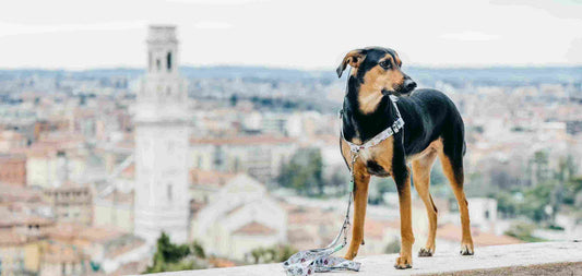 PETS FOREVER