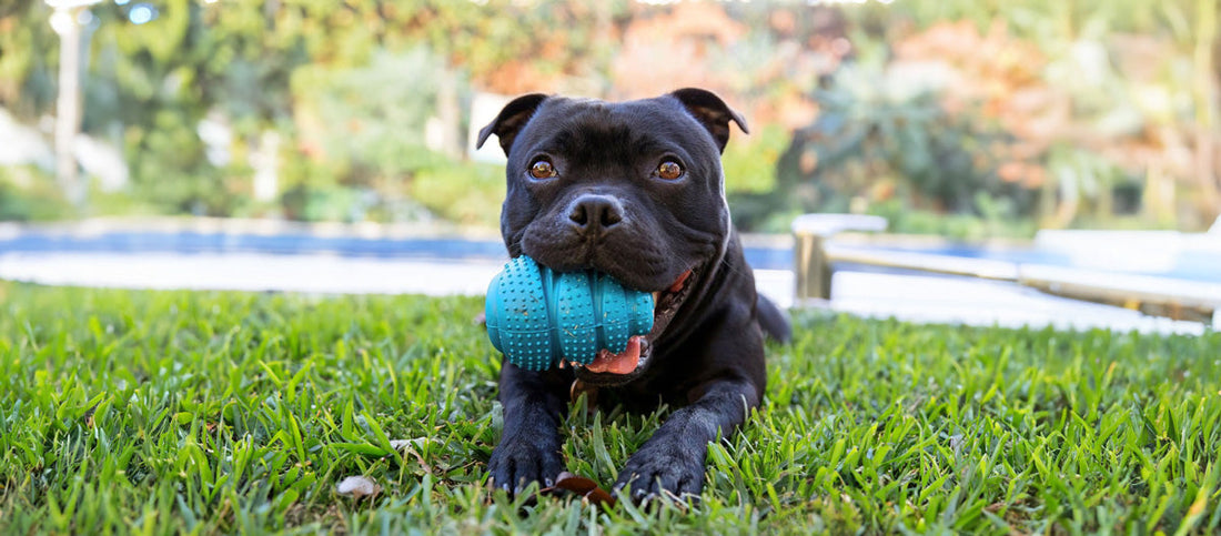 The 5 Best Toys that will Help Enrich Your Dog