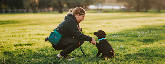 Top Tips for Training Puppies