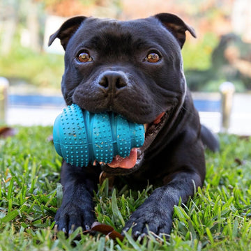 The 5 Best Toys that will Help Enrich Your Dog