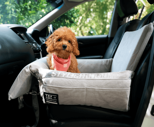 TRAVELLING WITH YOUR DOG