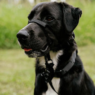 Blackout Collar - Blackout