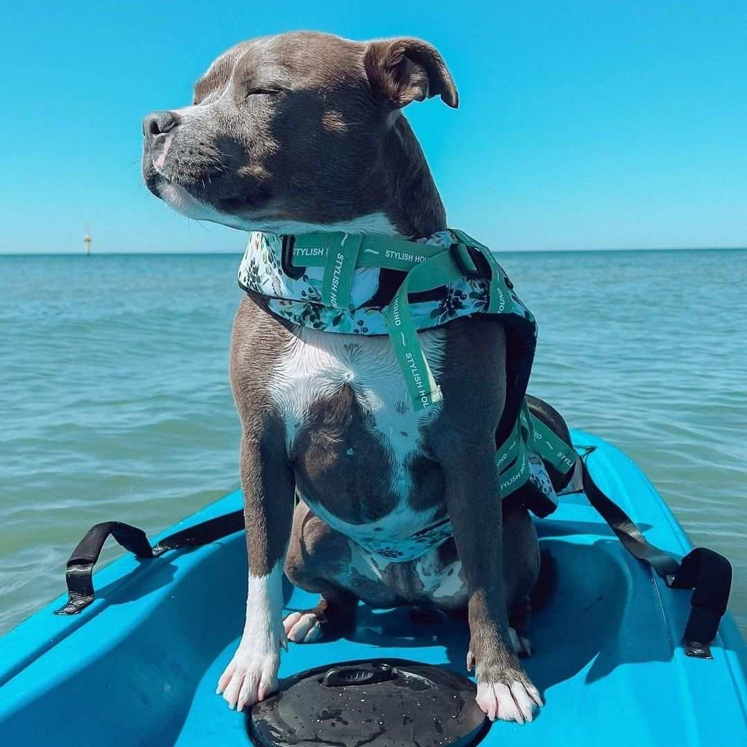 Evergreen Swim Jacket - Evergreen