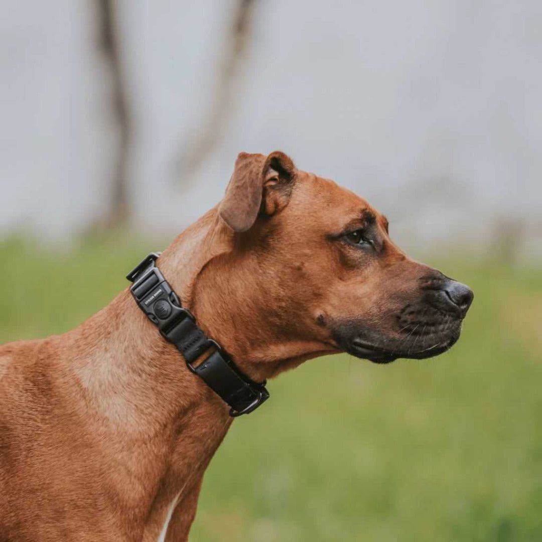 Blackout Martingale - Blackout