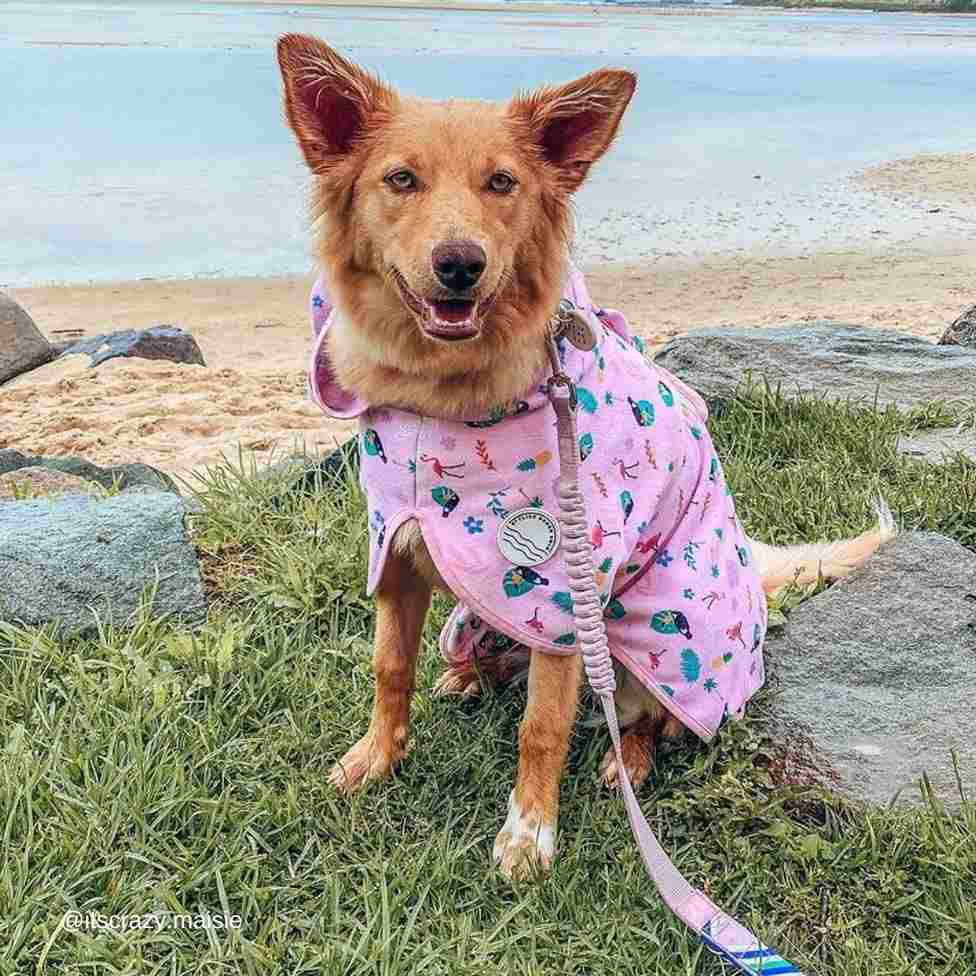Tropical Dog Robe - Tropical