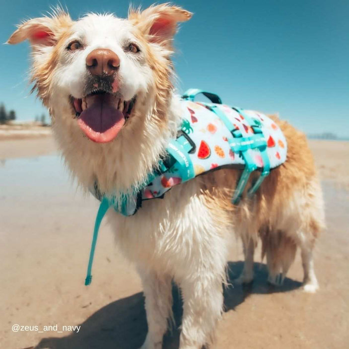 Malibu Dog Swim Jacket