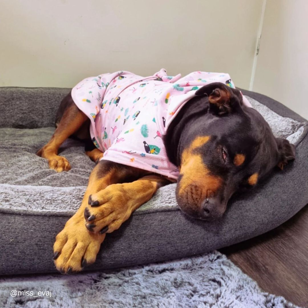 Tropical Dog Robe - Tropical