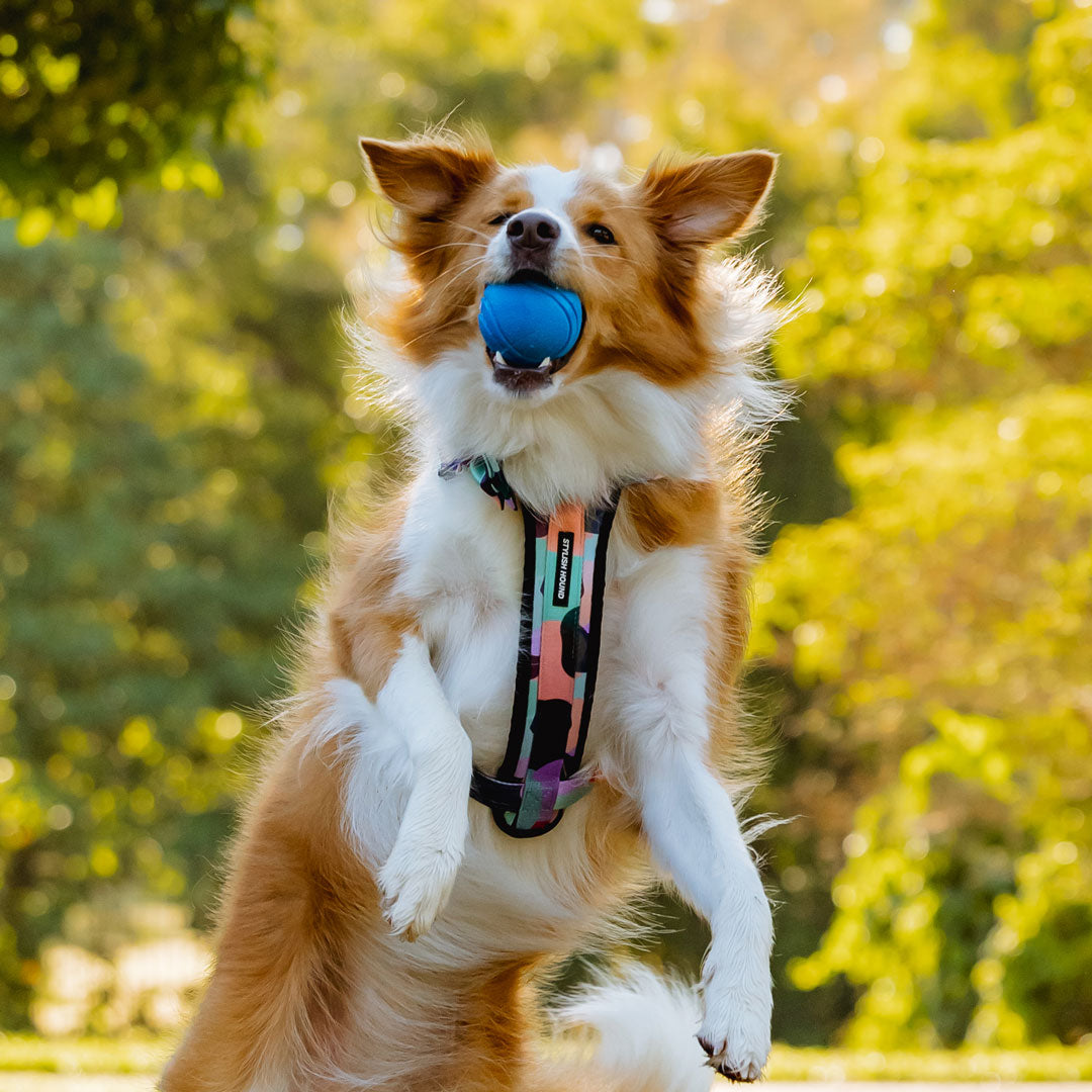 Atlas Explorer Chest Plate - Atlas