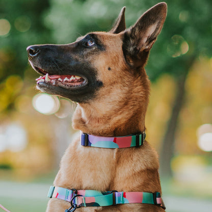 Atlas Collar - Atlas