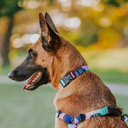 Atlas Collar - Atlas