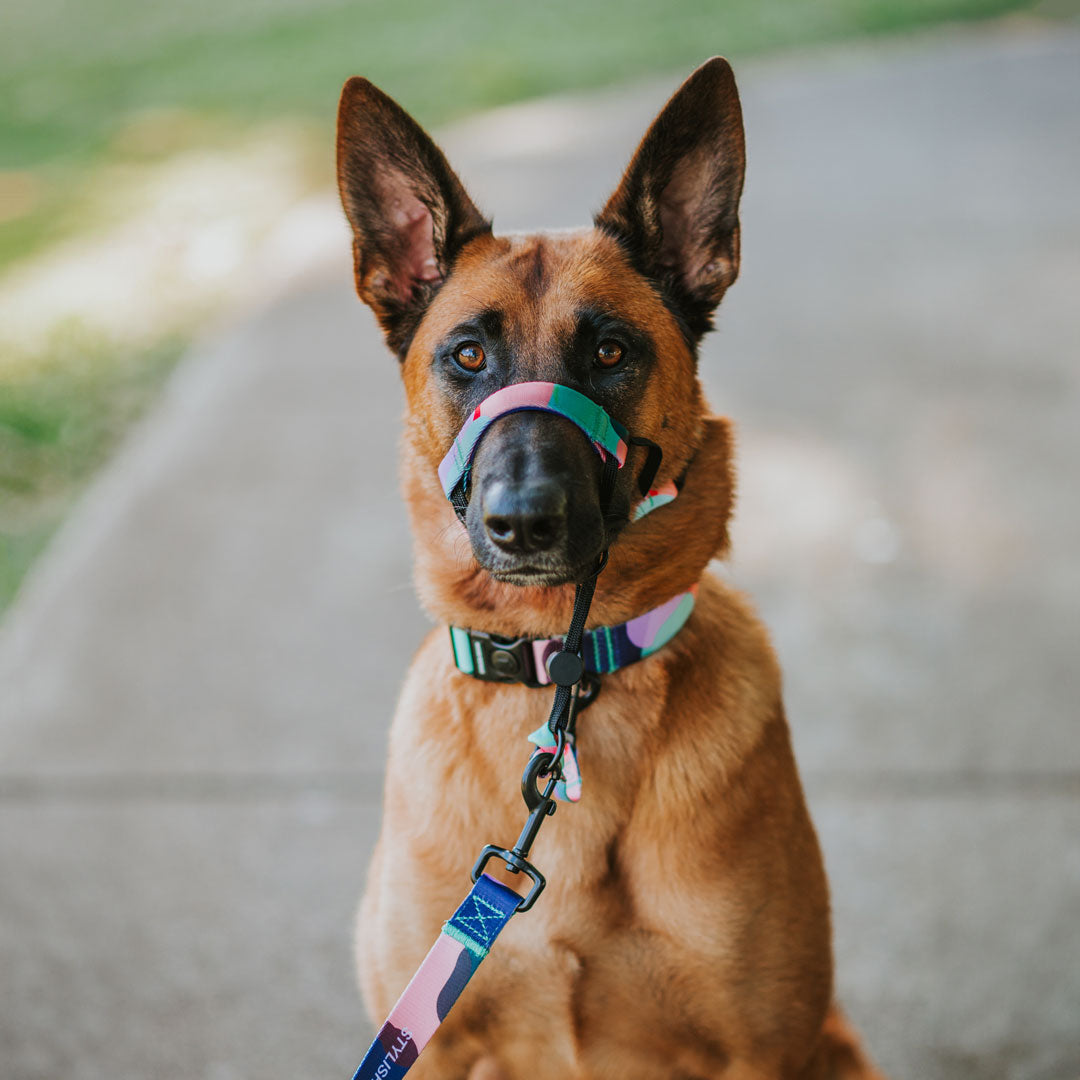 Atlas Halter - Atlas