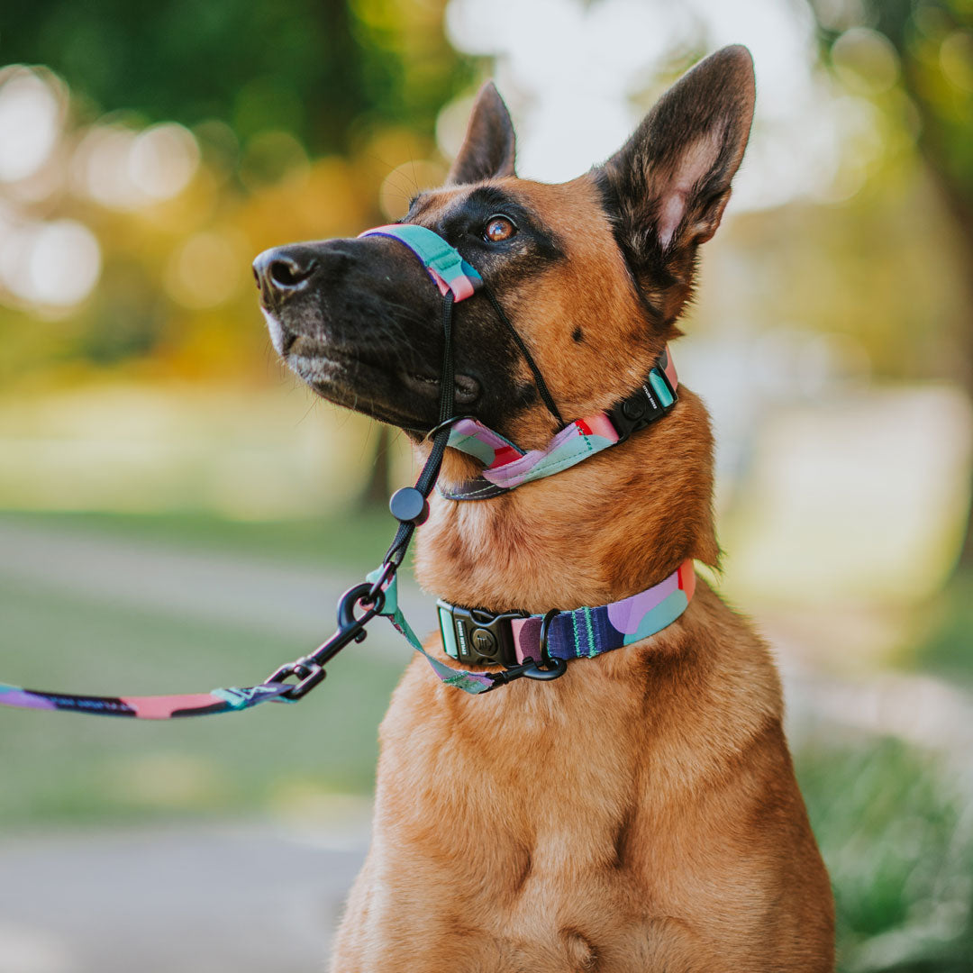 Atlas Halter - Atlas