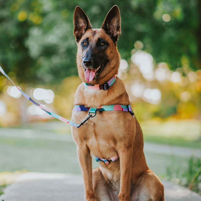 Atlas OG No-Pull Training Harness