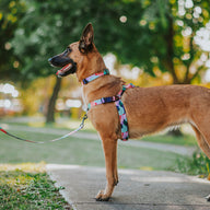 Atlas Leash - Atlas