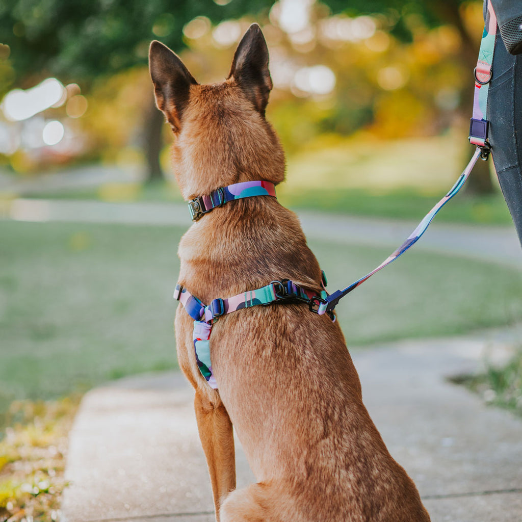 Atlas RNT No-Pull Training Harness - Atlas