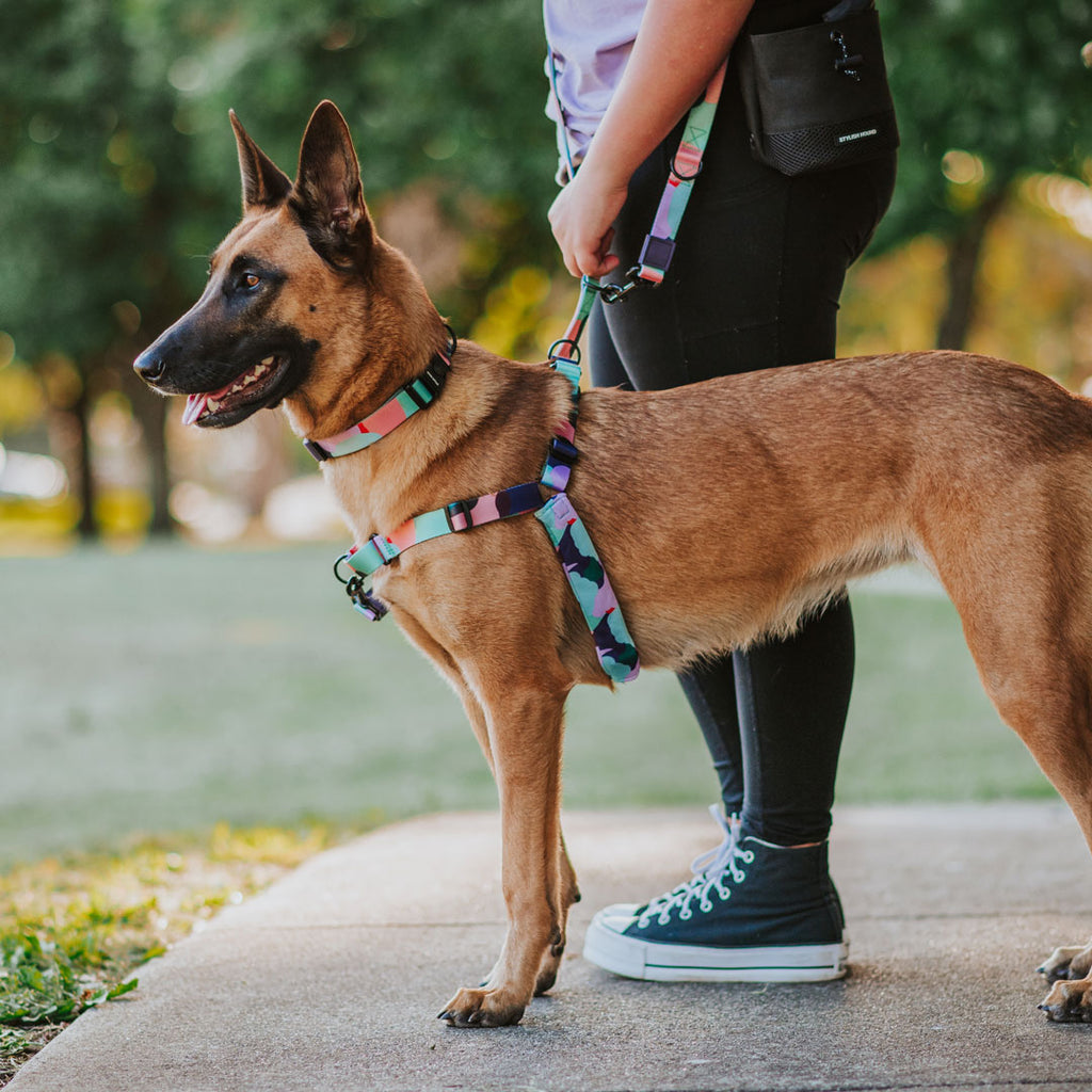 Atlas RNT No-Pull Training Harness - Atlas