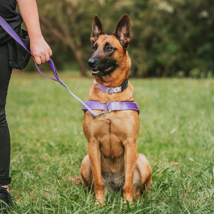 Berry Personalised No-Pull Harness