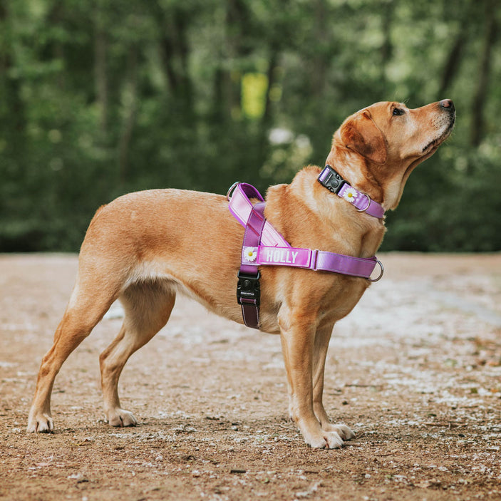 Berry Personalised No-Pull Harness