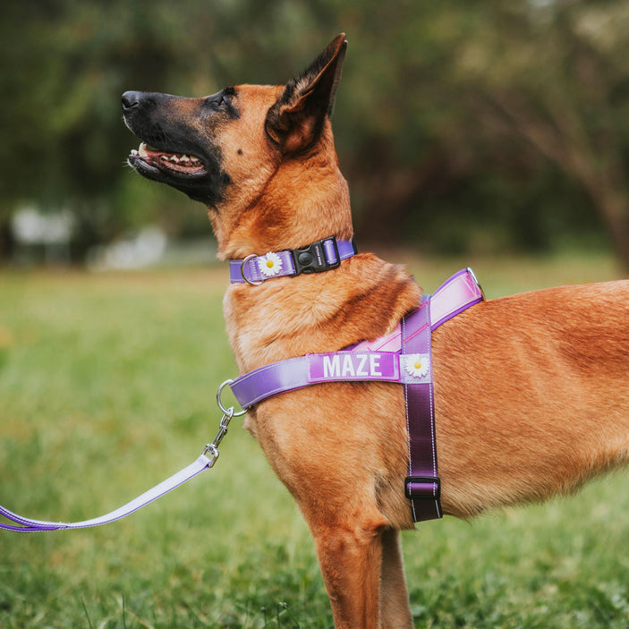 Berry Personalised No-Pull Harness