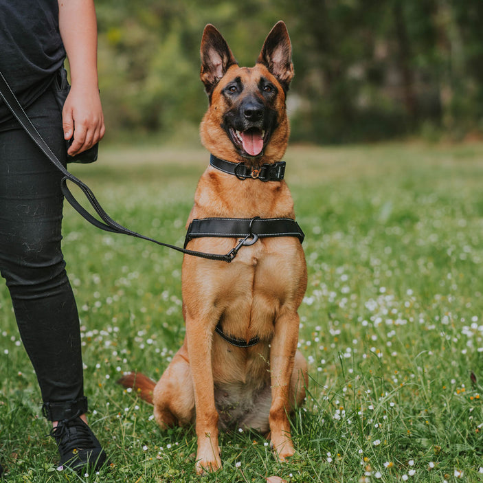 Jet Black Personalised No-Pull Harness