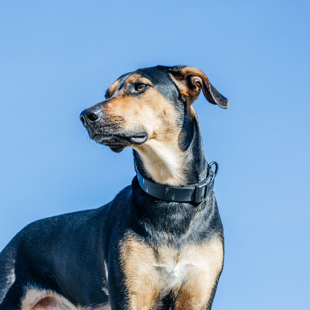 Blackout Collar - Blackout