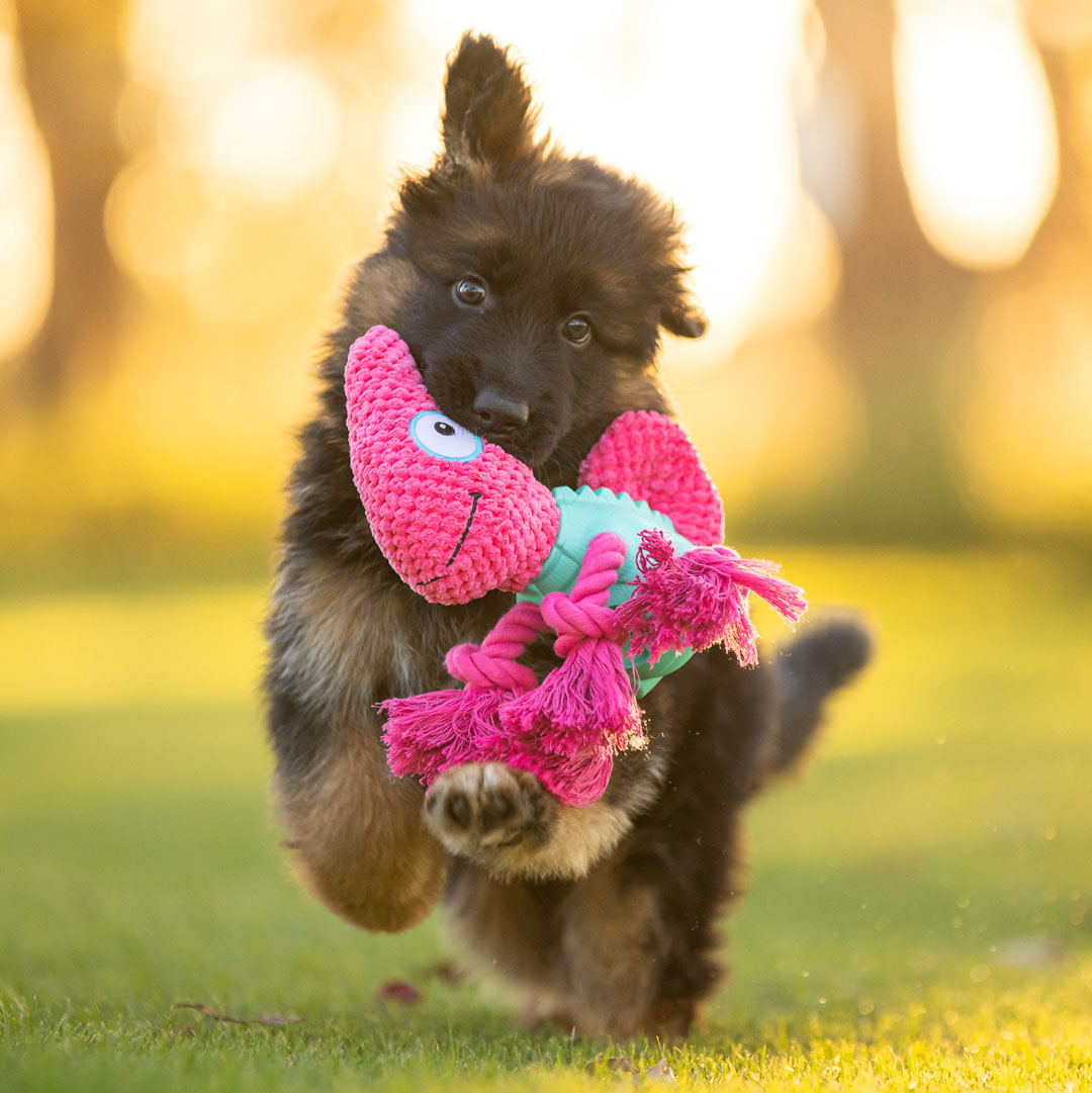 Chameleon 3-in-1 Soft + Rubber Toy Treat Dispenser