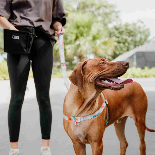 Newtown CC Leash - Newtown