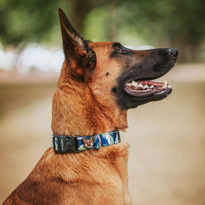 Eden Personalised Collar